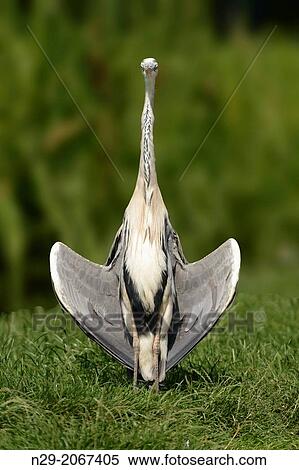 Ardea cinerea, Grey Heron, Germany. View Large Photo Image Stock Photography - Ardea cinerea, Grey Heron, Germany.. Fotosearch