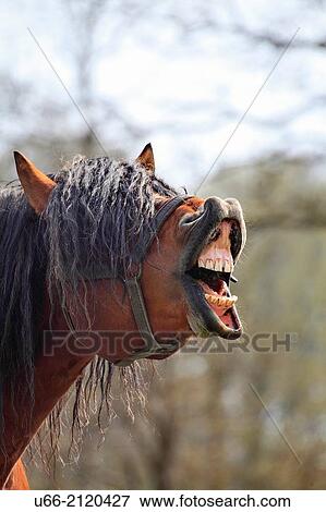 Ardennes horse, stallion, Sk? ne, Sweden. View Large Photo Image Stock Photo - Ardennes horse, stallion, Sk? ne, Sweden.. Fotosearch