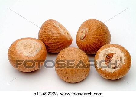Areca nut, Betelnut View Large Photo Image Stock Photo - Areca nut, Betelnut. Fotosearch