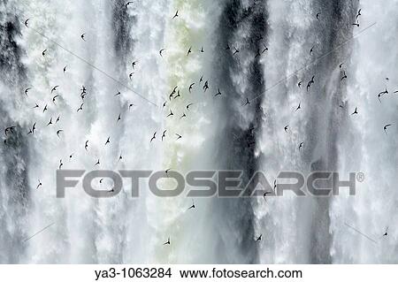 Argentina, Misiones, Iguazu National Park Birds fly in flocks in front of the impressive Iguazu waterfalls - A world heritage site View Large Photo Image Picture - Argentina, Misiones, Iguazu National Park Birds fly in flocks in front of the impressive Iguazu waterfalls - A world heritage site. Fotosearch