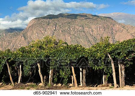 Argentina, Salta Province, Valles Calchaquies, Cafayate, vineyard view, morning View Large Photo Image Stock Image - Argentina, Salta Province, Valles Calchaquies, Cafayate, vineyard view, morning. Fotosearch