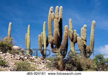 Argentina, Salta Province, Valles Calchaquies, cactus along Rt 40 View Large Photo Image Stock Image - Argentina, Salta Province, Valles Calchaquies, cactus along Rt 40. Fotosearch