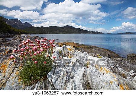 Argentina, Tierra Del Fuego, Tierra Del Fuego National Park Thrift growing on the rocky shoreline of Ensenada Bay View Large Photo Image Stock Photo - Argentina, Tierra Del Fuego, Tierra Del Fuego National Park Thrift growing on the rocky shoreline of Ensenada Bay. Fotosearch