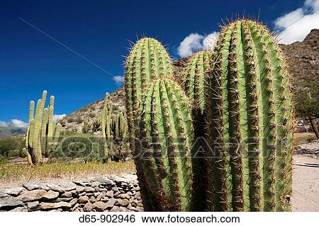 Stock Photograph - Argentina, Tucuman Province, Quilmes, ruins of ancient indigenous peoples settlement from 1000AD and cactus. Fotosearch