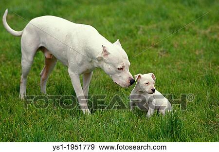 Argentinian Mastiff Dog, Male and Pup (Old Standard Breed with Cut Ears). View Large Photo Image Stock Photo - Argentinian Mastiff Dog, Male and Pup (Old Standard Breed with Cut Ears).. Fotosearch
