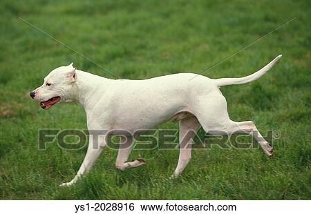 Argentinian Mastiff Dog (Old Standard Breed with Cut Ears), Male running on Grass. View Large Photo Image Stock Photograph - Argentinian Mastiff Dog (Old Standard Breed with Cut Ears), Male running on Grass.. Fotosearch