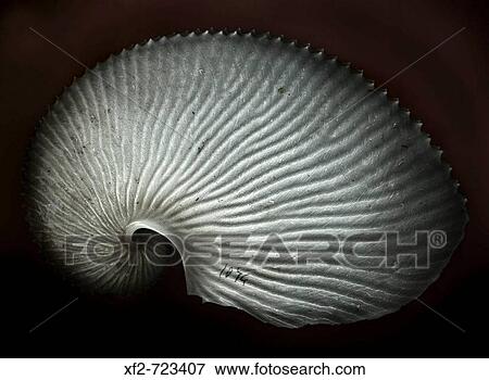 Argonaut View Large Photo Image Stock Photo - Argonaut. Fotosearch