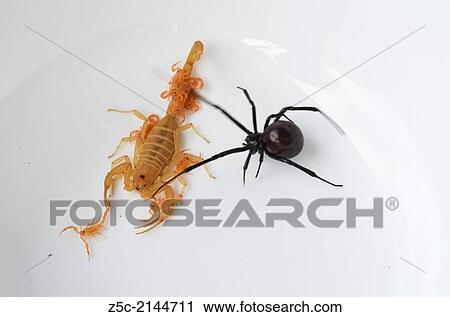 Arizona bark scorpion with babies and black widow, Mesa, Arizona View Large Photo Image Stock Image - Arizona bark scorpion with babies and black widow, Mesa, Arizona. Fotosearch