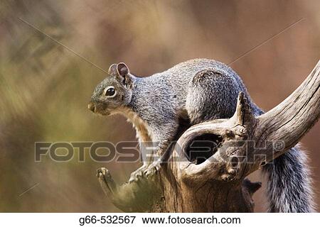 Stock Photo - Arizona Gray Squirrel (Sciurus arizonensis). Fotosearch