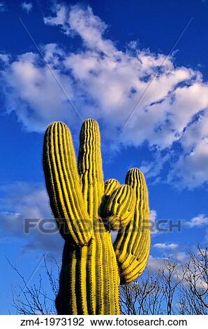 ARIZONA, NEAR PHOENIX, SONORAN DESERT, SAGUARO CACTUS WITH CLOUDS IN BACKGROUND. View Large Photo Image Stock Image - ARIZONA, NEAR PHOENIX, SONORAN DESERT, SAGUARO CACTUS WITH CLOUDS IN BACKGROUND.. Fotosearch