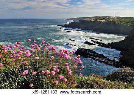 Armeria maritima in Costa Vicentina Portugal View Large Photo Image Stock Image - Armeria maritima in Costa Vicentina Portugal. Fotosearch
