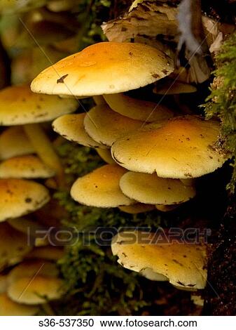 ArmillBria M? llea. Honey Fungus in close up. Jutland, Denmark View Large Photo Image Stock Image - ArmillBria M? llea. Honey Fungus in close up. Jutland, Denmark. Fotosearch