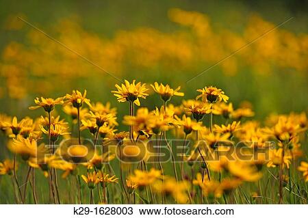 Arnica colony Arnica fulgens, Theodore Roosevelt NP South Unit, North Dakota, USA View Large Photo Image Stock Image - Arnica colony Arnica fulgens, Theodore Roosevelt NP South Unit, North Dakota, USA. Fotosearch