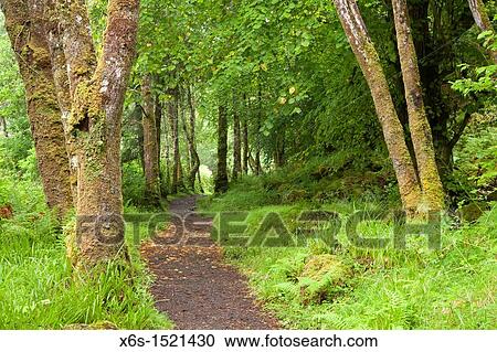 Stock Image - Aros Park near Tobermory, Isle of Mull, Argyll and Bute, Scotland. Fotosearch