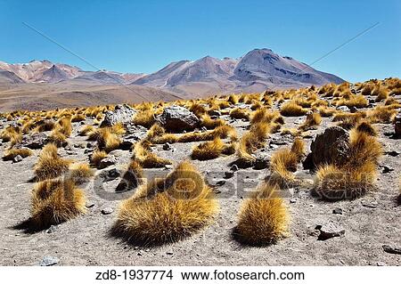 around caapa lagoon in bolivia desert View Large Photo Image Picture - around caapa lagoon in bolivia desert. Fotosearch