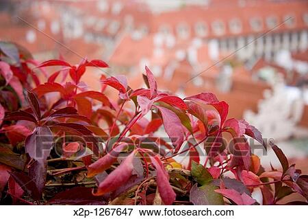 Around the Castle of Prague, in Mala Strana, Prague, Czech Republic View Large Photo Image Stock Photo - Around the Castle of Prague, in Mala Strana, Prague, Czech Republic. Fotosearch