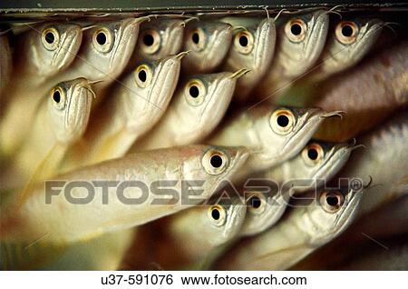 Arowana. Kuching, Sarawak, Malaysia. View Large Photo Image Stock Photograph - Arowana. Kuching, Sarawak, Malaysia.. Fotosearch