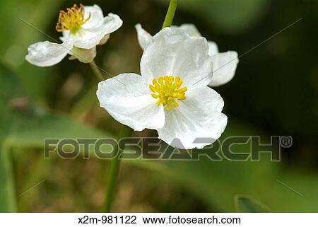 Arrowhead- Sagittaria latifolia-in a New England swamp during the summer months This plant is part of the Water Plantain Family Notes: Found in shallow water, slow streams, shorelines of lakes and ponds, marshes, and ditches View Large Photo Image Stock Image - Arrowhead- Sagittaria latifolia-in a New England swamp during the summer months This plant is part of the Water Plantain Family Notes: Found in shallow water, slow streams, shorelines of lakes and ponds, marshes, and ditches. Fotosearch
