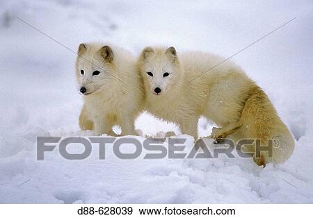 Stock Photo - Artic fox (Alopex lagopus).. Fotosearch