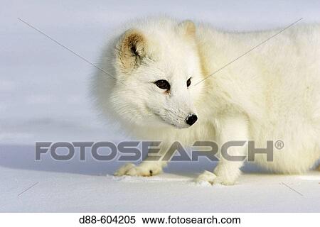 Artic fox (Alopex lagopus). View Large Photo Image Stock Photography - Artic fox (Alopex lagopus).. Fotosearch