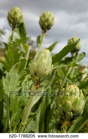 Artichoke growing field, Agricultural fields, High Ribera, Arga-Aragon Ribera, Navarre, Spain. View Large Photo Image Stock Photography - Artichoke growing field, Agricultural fields, High Ribera, Arga-Aragon Ribera, Navarre, Spain.. Fotosearch