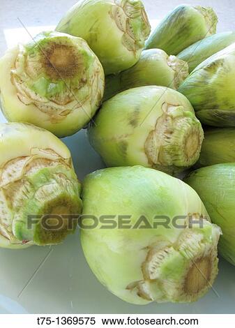 Artichokes Cynara scolymus View Large Photo Image Stock Photography - Artichokes Cynara scolymus. Fotosearch