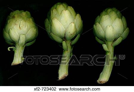 Artichokes View Large Photo Image Stock Image - Artichokes. Fotosearch