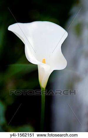 Arum, Zantedeschia Aethiopica France View Large Photo Image Stock Image - Arum, Zantedeschia Aethiopica France. Fotosearch