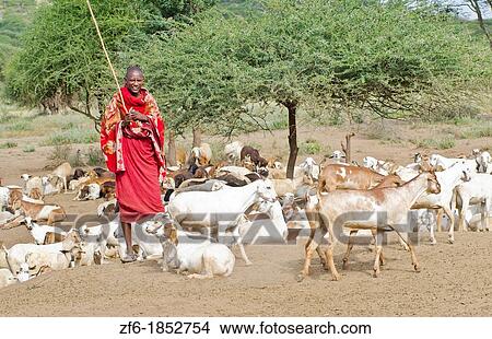 Arusha Tanzania Africa safari Masai men herder of goats leading flock to home village Maasai, red, color, work, farm, farming, grazing 3 View Large Photo Image Picture - Arusha Tanzania Africa safari Masai men herder of goats leading flock to home village Maasai, red, color, work, farm, farming, grazing 3. Fotosearch