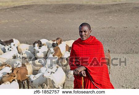 Arusha Tanzania Africa safari Masai men herder of goats leading flock to home village Maasai, red, color, work, farm, farming, grazing 3 View Large Photo Image Stock Photo - Arusha Tanzania Africa safari Masai men herder of goats leading flock to home village Maasai, red, color, work, farm, farming, grazing 3. Fotosearch