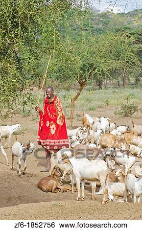 Arusha Tanzania Africa safari Masai men herder of goats leading flock to home village Maasai, red, color, work, farm, farming, grazing 3 View Large Photo Image Stock Photograph - Arusha Tanzania Africa safari Masai men herder of goats leading flock to home village Maasai, red, color, work, farm, farming, grazing 3. Fotosearch