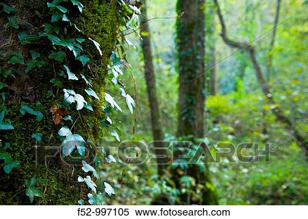 Stock Photography - As? n river bank. Upper reaches between Ramales and Arredondo. Cantabria. Spain.. Fotosearch