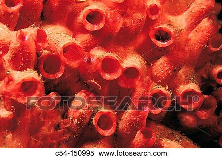 Stock Photography - Ascidian (Distomus variolosus). Galicia, Spain. Fotosearch