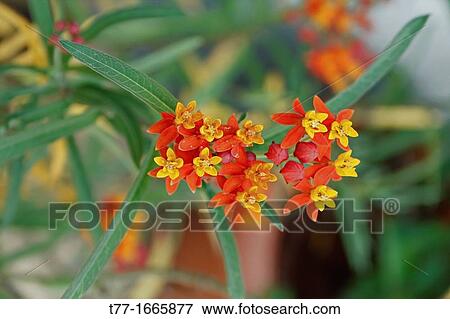 Asclepias curassavica, Scarlet Milkweed View Large Photo Image Stock Photo - Asclepias curassavica, Scarlet Milkweed. Fotosearch