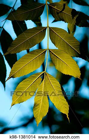 Ash leaves, Fraxinus excelsior, Forest Irati, Pyrenees, Navarra, Spain View Large Photo Image Picture - Ash leaves, Fraxinus excelsior, Forest Irati, Pyrenees, Navarra, Spain. Fotosearch