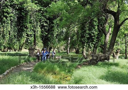 Stock Photo - Ash trees forest around Ifrane, Middle Atlas, Morocco, North Africa. Fotosearch