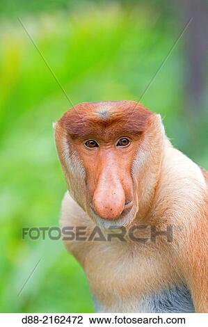 Stock Image - Asia, Borneo, Malaysia, Sabah, Labuk Bay, Proboscis monkey or long-nosed monkey (Nasalis larvatus, )male the chief.. Fotosearch