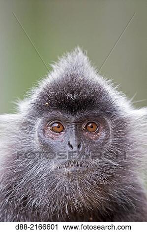 Stock Image - Asia, Borneo, Malaysia, Sabah, Labuk Bay, Silvery lutung or silvered leaf monkey or the silvery langur or Silver leaf monkey (Trachypithecus cristatus), adult.. Fotosearch