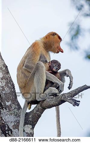 Asia, Borneo, Malaysia, Sabah, Labuk Bay, Proboscis monkey or long-nosed monkey (Nasalis larvatus), adult female and baby. View Large Photo Image Stock Image - Asia, Borneo, Malaysia, Sabah, Labuk Bay, Proboscis monkey or long-nosed monkey (Nasalis larvatus), adult female and baby.. Fotosearch