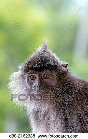 Stock Photo - Asia, Borneo, Malaysia, Sabah, Labuk Bay, Silvery lutung or silvered leaf monkey or the silvery langur or Silver leaf monkey (Trachypithecus cristatus), adult.. Fotosearch