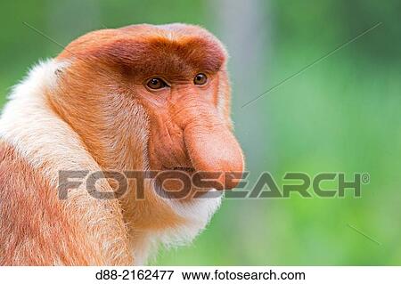 Asia, Borneo, Malaysia, Sabah, Labuk Bay, Proboscis monkey or long-nosed monkey (Nasalis larvatus, )male the chief. View Large Photo Image Stock Photo - Asia, Borneo, Malaysia, Sabah, Labuk Bay, Proboscis monkey or long-nosed monkey (Nasalis larvatus, )male the chief.. Fotosearch