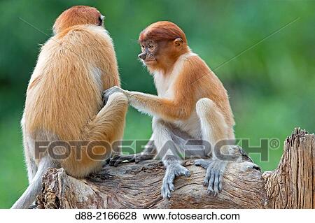 Asia, Borneo, Malaysia, Sabah, Labuk Bay, Proboscis monkey or long-nosed monkey (Nasalis larvatus). View Large Photo Image Stock Photo - Asia, Borneo, Malaysia, Sabah, Labuk Bay, Proboscis monkey or long-nosed monkey (Nasalis larvatus).. Fotosearch