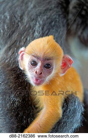 Asia, Borneo, Malaysia, Sabah, Labuk Bay, Silvery lutung or silvered leaf monkey or the silvery langur (Trachypithecus cristatus), adult and offspring (orange in color). View Large Photo Image Stock Photograph - Asia, Borneo, Malaysia, Sabah, Labuk Bay, Silvery lutung or silvered leaf monkey or the silvery langur (Trachypithecus cristatus), adult and offspring (orange in color).. Fotosearch