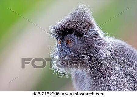 Stock Photograph - Asia, Borneo, Malaysia, Sabah, Labuk Bay, Silvery lutung or silvered leaf monkey or the silvery langur or Silver leaf monkey (Trachypithecus cristatus), adult.. Fotosearch