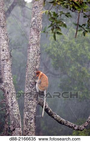 Asia, Borneo, Malaysia, Sabah, Labuk Bay, Proboscis monkey or long-nosed monkey (Nasalis larvatus), under the rain. View Large Photo Image Stock Photography - Asia, Borneo, Malaysia, Sabah, Labuk Bay, Proboscis monkey or long-nosed monkey (Nasalis larvatus), under the rain.. Fotosearch