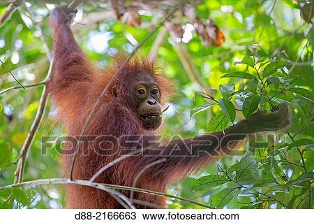 Asia, Borneo, Malaysia, Sabah, Kinabatangan river, Bornean orangutan( Pongo pygmaeus morio), young. View Large Photo Image Stock Image - Asia, Borneo, Malaysia, Sabah, Kinabatangan river, Bornean orangutan( Pongo pygmaeus morio), young.. Fotosearch