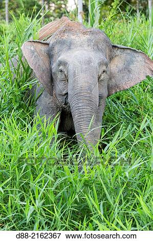 Asia, Borneo, Malaysia, Sabah, Kinabatangan river, Borneo elephant or Borneo pygmy elephant (Elephas maximus borneensis), subspieces of Asian elephant. View Large Photo Image Stock Photo - Asia, Borneo, Malaysia, Sabah, Kinabatangan river, Borneo elephant or Borneo pygmy elephant (Elephas maximus borneensis), subspieces of Asian elephant.. Fotosearch