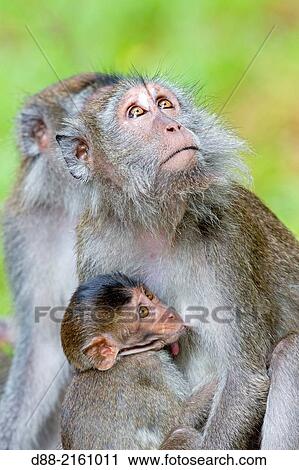 Stock Image - Asia, Borneo, Malaysia, Sarawak, Bako National Park, Crab-eating macaque or long-tailed macaque (Macaca fascicularis), mother and baby.. Fotosearch