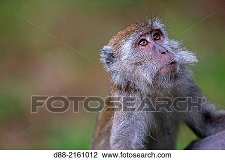 Asia, Borneo, Malaysia, Sarawak, Bako National Park, Crab-eating macaque or long-tailed macaque (Macaca fascicularis). View Large Photo Image Stock Image - Asia, Borneo, Malaysia, Sarawak, Bako National Park, Crab-eating macaque or long-tailed macaque (Macaca fascicularis).. Fotosearch