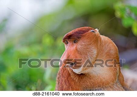 Asia, Borneo, Malaysia, Sarawak, Bako National Park, Proboscis monkey or long-nosed monkey (Nasalis larvatus), adult male. View Large Photo Image Stock Image - Asia, Borneo, Malaysia, Sarawak, Bako National Park, Proboscis monkey or long-nosed monkey (Nasalis larvatus), adult male.. Fotosearch